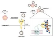 Vaccine or pharmaceutical composition for preventing or treating COVID-19 using exosomes Representative drawing