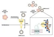 Vaccine or pharmaceutical composition for preventing or treating COVID-19 using exosomes Representative drawing