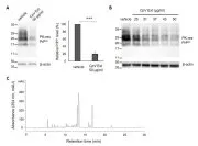 Pharmaceutical composition derived from Curcuma phaeocaulis Valeton (Zingiberaceae) for degenerative brain diseases caused by protein aggregation Representative drawing