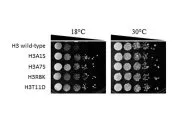 Recombinant yeast with low-temperature tolerance comprising histone mutant Representative drawing