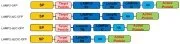Plasmid platform for stable delivery of nucleic acid molecules Representative drawing