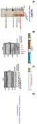Pharmaceutical composition for treating inflammatory diseases comprising polypeptide derived from Mycobacterium tuberculosis Representative drawing